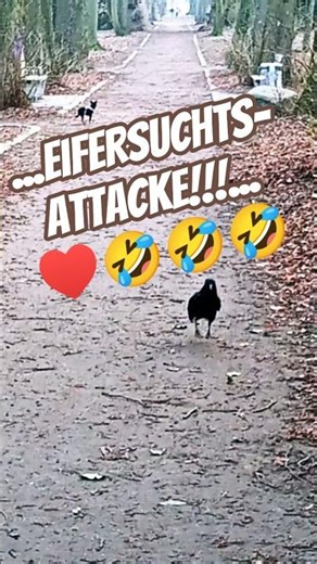 ...EIFERSUCHTS-ATTACKE!!!...♥️🤣🤣🤣...Ps. dem Hund geht's gut❣️😉😁