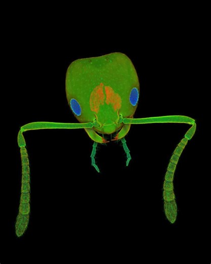 1.8K views · 24 reactions | Spooky specimens under the microscope ...