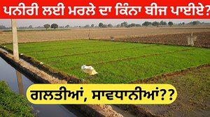How much paddy seed sufficient for one Acer? Paddy nursery management, share with FARMERS | Crop's Information