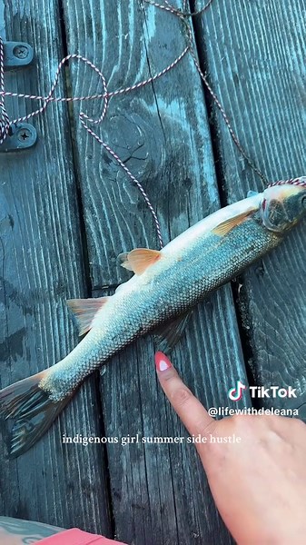 $6- $10 each plus tagged are up to $500!! Columbia river Pikeminnow bounty side hustle #pnw #fishing #oregon #washington #gofishing #IndigenousTikTok #nativetiktok