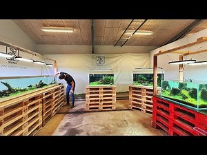 MEGA UPDATE OF TROPICA'S 6 WEEK OLD INTERZOO 2024 AQUACAPES!!