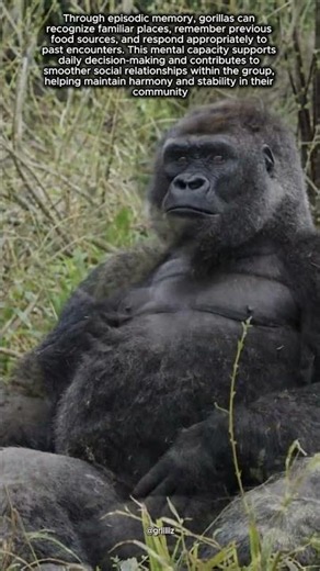 The Remarkable Memory of Gorillas and Their Ability to Recall Past Experiences