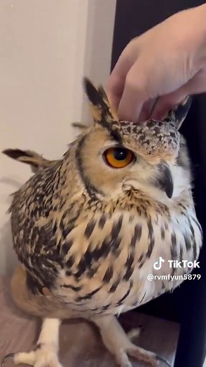Hilarious Moments with Owls: The Funny Owl Compilation