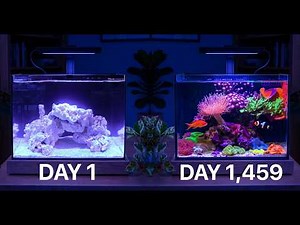 The Secret To Keeping A Beautiful Nano Reef Tank