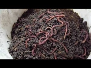 How to make a diy worm farm!!!! (Super easy)