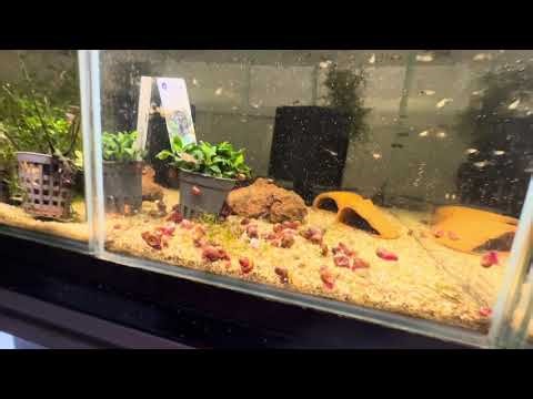 Day in the Life @afnica #3 - Rastel Scalari & L-uri + Updates