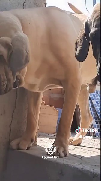 Fila Brasileiro: The Loyal Guardian Dog