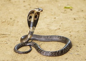 Il video terrificante di un cobra reale che attacca un uomo