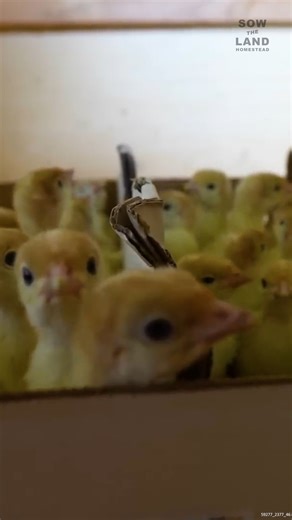41K views · 692 reactions | How We RAISE Turkeys to SELL on a Small Pastured Farm #Turkeys #RaisingTurkeys #FarmLife #FarmAnimals | Sow the Land | Facebook