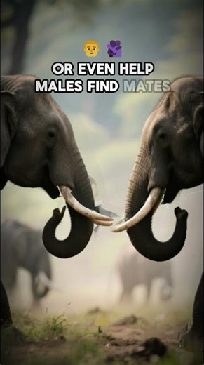 How Elephants Talk Miles Apart 🐘 | The Secret Sound You Can’t Hear