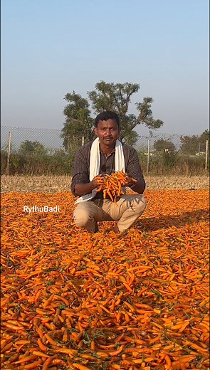 Yellow Chilli Farming #reels #yellowchilli #rythubadi #khammam #agriculture #farming | తెలుగు రైతుబడి
