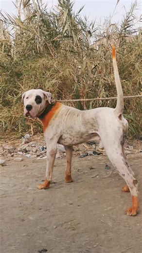 ‏Bully dog #foryou #fyp #usa #tiktok #animal