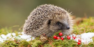 Charity reveals clever trick for spotting whether a hedgehog needs your help this winter