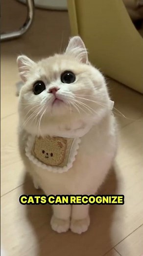 How Cats Remember Human Faces Longer Than We Think