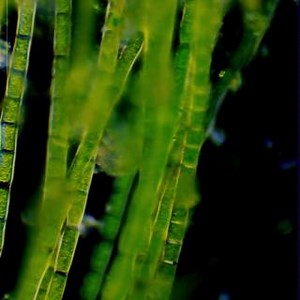 6.2K views · 74 reactions | Nature provides inspiration for many...