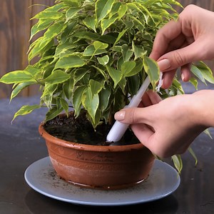 Simple Plant Hacks to Boost Your Gardening Skills | 5-Minute Recycle