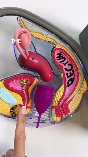 Your Vulva Anatomy - 3 Holes #shorts