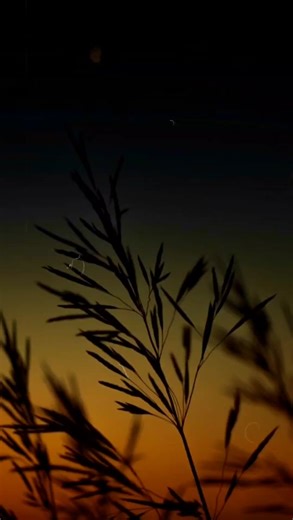 Eclipse Total del Amor - Lissette