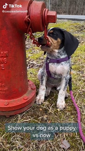 #dogsofttiktok #bluetickhound #bluetick #fypシ #tennessee #houndlife