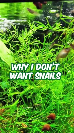 The Real Reason I Don't Want Snails #aquariumcoop #aquascaping #fishtank | Aquarium Co-Op
