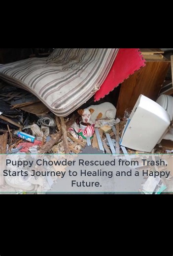 Chowder, a resilient puppy rescued by Stray Rescue of St. Louis, is now safe and under their care after being found amidst a pile of trash. Despite facing several injuries, his spirit shines brightly, and he’s on the path to healing, ready to find a loving forever home.... Continue story here 👉:https://weheartanimals.info/archives/15025 | We Love Animals So Much