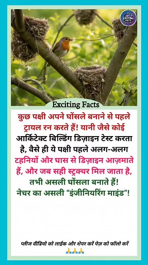 192K views · 1.3K reactions | Bird's testing Nest 惘 #BirdFacts...
