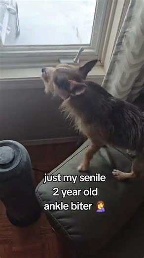 @rambo.the.chorkie He secretly loves children he just likes to scare them a little first #puppy 😲