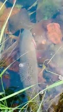 Crazy Fish Catch in Action, Kayak Bass Fishing Adventure, Best Fishing Tips and Techniques #fishing