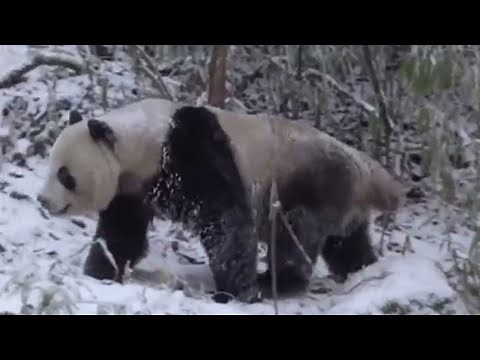 Wild Panda Winter Survival | Wild China | BBC Studios