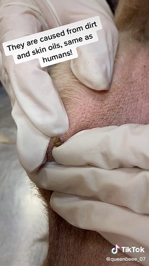Understanding Dog Pimple Issues: Causes and Care