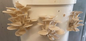 How To Grow Mushrooms in Buckets [Complete Guide] | GroCycle