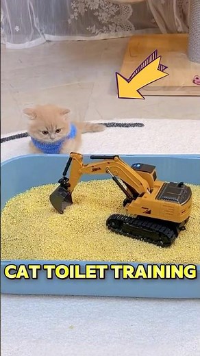 Teach kitten to use litter box