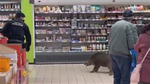 VIDEO: V supermarketu chytali divoké prase. Málem zranilo malé dítě