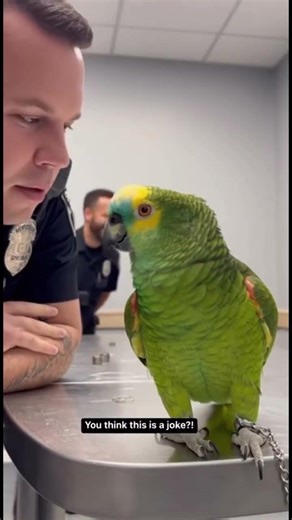 Parrot & Cops - Where were you at 10 PM? #parrot #police #shorts #cops