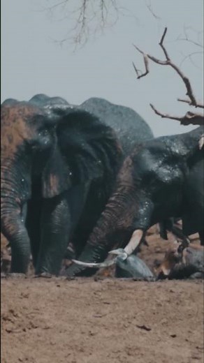 Do you know? elephant can talk even with telephone method #nature #shorts