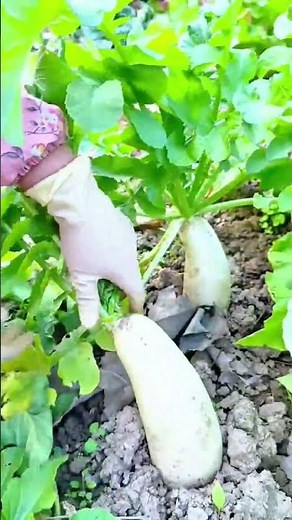 Harvesting Fresh White Daikon Radishes Directly From the Garden Soil