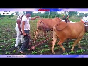 पिकातील कोळपणीही जपते पारंपरिकता