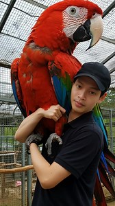 My King Green Wing Macaw👑💯💪 #reel #reels #fbpro #macaw #pink #parrot #scarletmacaw #aivideo #big #huge #viral #fyp #wildlife #everyone #post #new #harpy #eagle #garuda #fake | Dio David