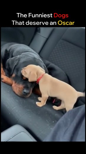 21M views · 763K reactions | If this dog is an actor, I think he can win an Oscar #dog #cars #funny #usa #dad | Filo Joul | Facebook