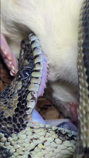 Carpet Python Teeth