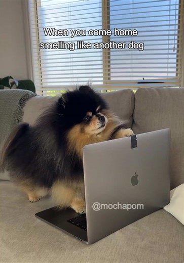 How to Handle Dog Smell After Visiting Other Dogs