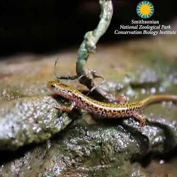 Did You Know: Salamanders Breathe Through Their Skin?