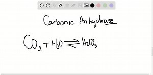 SOLVED:Carbonic anhydrase in red blood cells catalyzes formation of bicarbonate from water and  a. oxygen b. hemoglobin c. oxyhemoglobin d. carbon dioxide