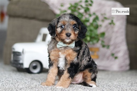 Zuri - Cavapoo Puppy 2D69C8