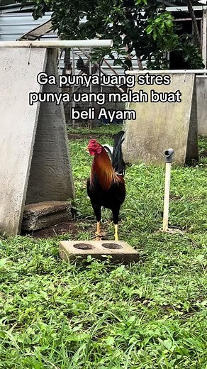 Yang penting ayam lee #fyp #philiphines🇵🇭