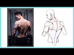 How to draw the back muscles? | Anatomy