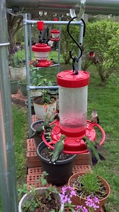Nothing says springtime like the arrival of hummingbirds! ❤️ We love seeing your wildlife photos & videos. Submit them here: fox17.com/chimein 📸: Jewell Smith | WZTV FOX 17 News, Nashville