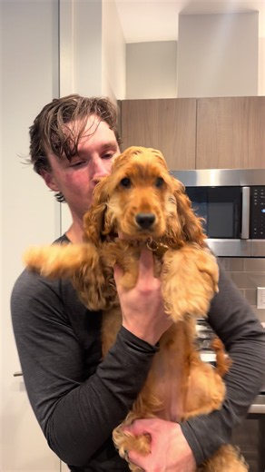 English Cocker Spaniel Puppy Adventures with Dad