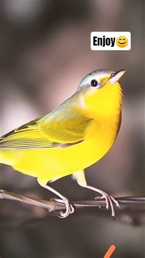 He is so brave [this is a ai video] #funny #youtube #youtubeshort #animals #lions