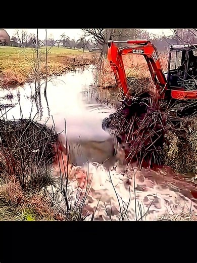 "Beaver: The Forest Engineer 🦫" | Mr.mee100